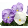 Pianta di Viola a fiore grande Matrix Lavender shades
