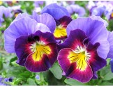 Pianta di Viola a fiore piccolo Le Stelle Vega